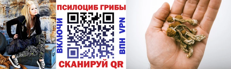 Псилоцибиновые грибы Cubensis Енисейск
